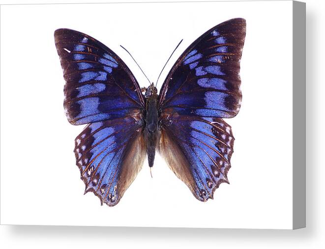 White Background Canvas Print featuring the photograph Blue Butterfly by Imv