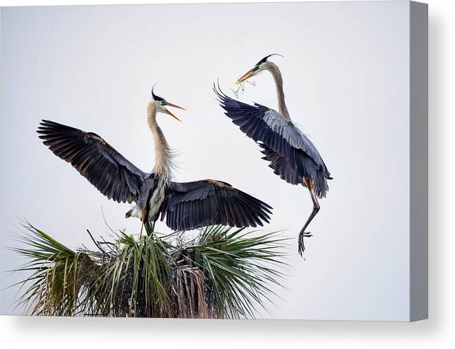 Heron Canvas Print featuring the photograph Blue Duet Dance by April Chai