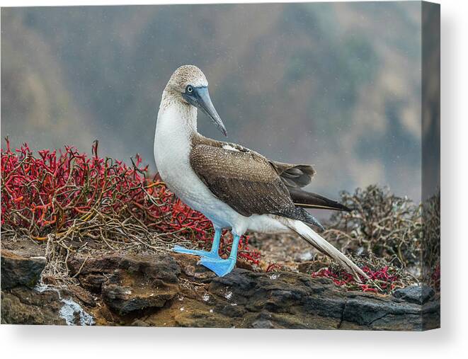 Animals Canvas Print featuring the photograph Blue-footed Booby On San Cristobal Island by Tui De Roy