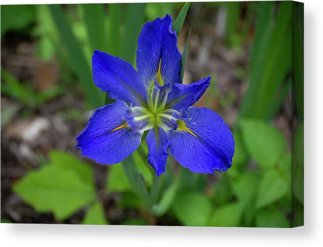 Blue Canvas Print featuring the photograph Blue Iris by Patrick Nowotny