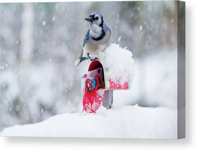 Blue Jay Canvas Print featuring the photograph Blue Jay In Snow On Tiny Mailbox by Nancy Rose