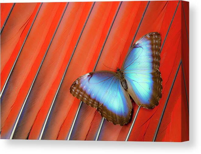 Natural Pattern Canvas Print featuring the photograph Blue Morpho Butterfly Scarlet Macaw by Darrell Gulin