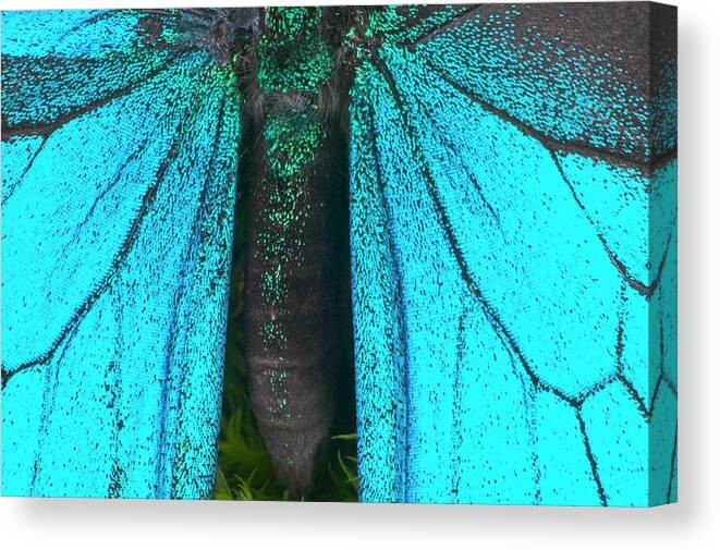Animal Themes Canvas Print featuring the photograph Blue Mountain Swallowtail Papilio by Darrell Gulin