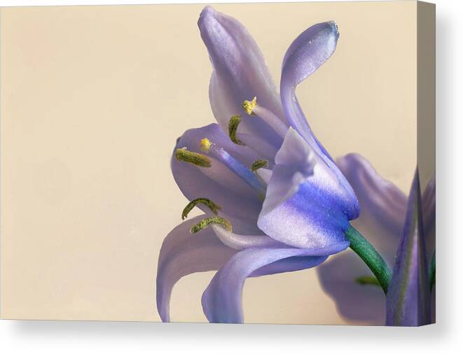 Bluebell Canvas Print featuring the photograph Bluebell flower by Paul Cowan