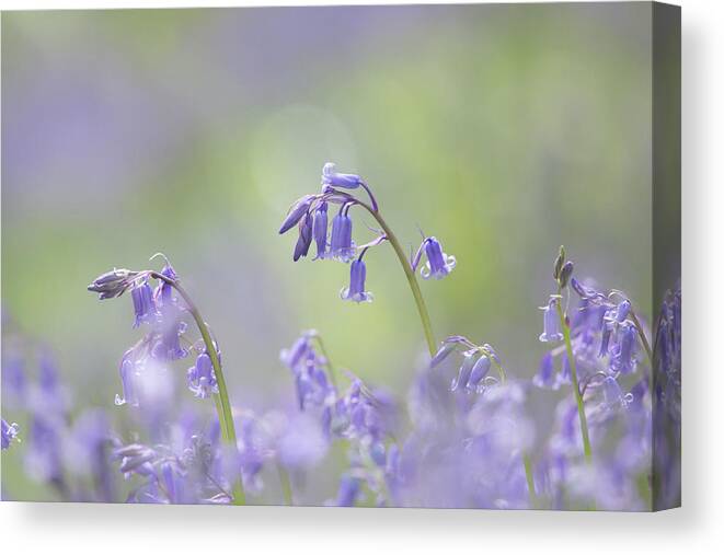 Canvas Print featuring the photograph Bluebells by Anita Nicholson
