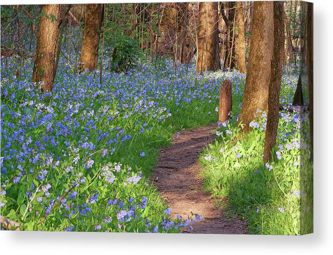 Path Canvas Print featuring the photograph Bluebells by Robert Charity