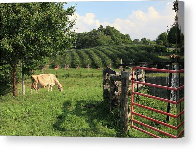 Grass Canvas Print featuring the photograph Blueberry Farming by Mountainberryphoto