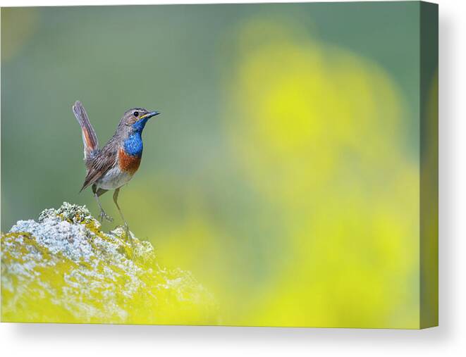 Animal Canvas Print featuring the photograph Bluethroat Perched On A Rock In The Mountains, Riano by Juan Carlos Munoz / Naturepl.com