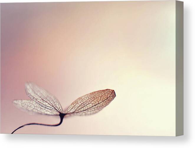 Hydrangea Canvas Print featuring the photograph Blushing by Michelle Wermuth