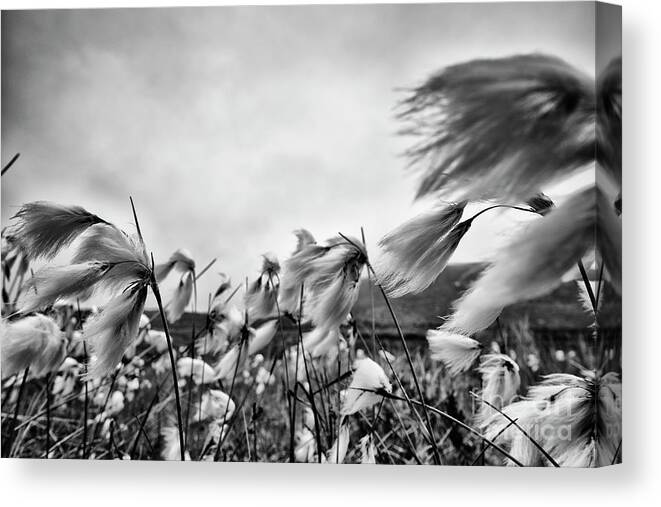 Mournes Mountians Canvas Print featuring the photograph Bog Cotton by David Cordner