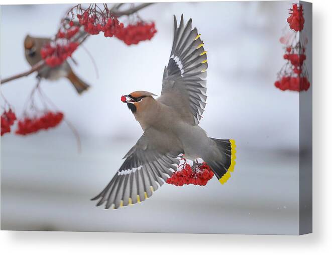 Bohemianwaxwings Canvas Print featuring the photograph Bohemian Waxwings by Peter Stahl