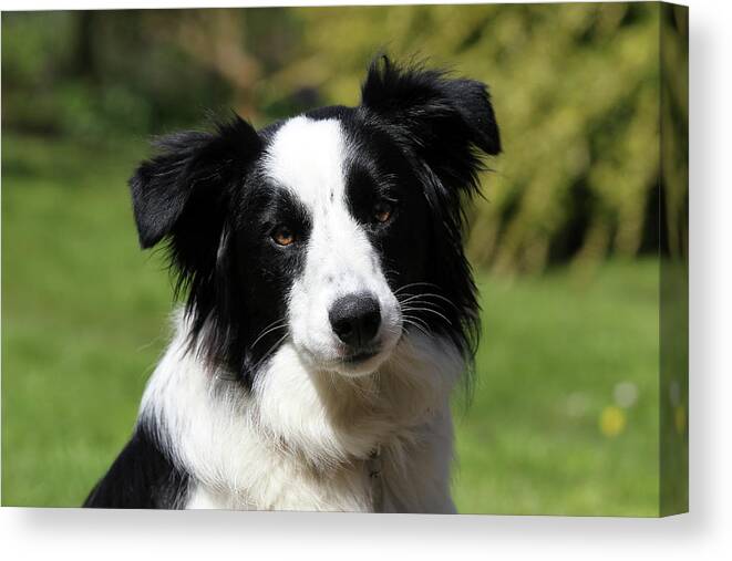 Animals Canvas Print featuring the photograph Border Collie 28 by Bob Langrish