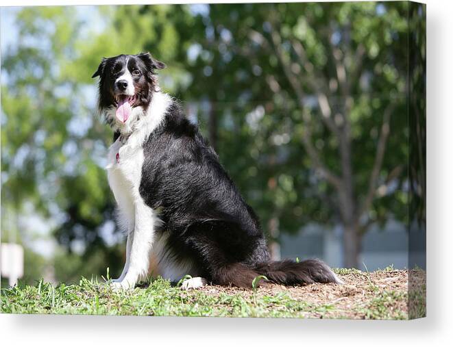 Animals Canvas Print featuring the photograph Border Collie 54 by Bob Langrish