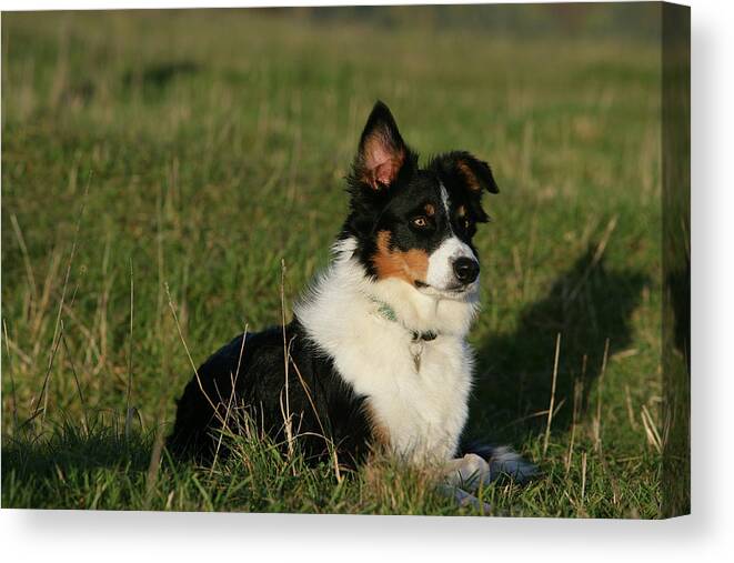 Animals Canvas Print featuring the photograph Border Collie 89 by Bob Langrish