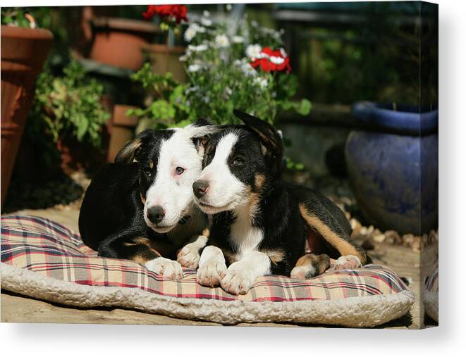 Animals Canvas Print featuring the photograph Border Collie 91 by Bob Langrish