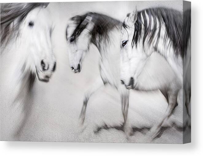 Horse Canvas Print featuring the photograph Born To Sea And Sands by Martine Benezech