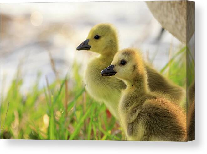 Goslings Canvas Print featuring the photograph Boston Goslings by Rob Davies