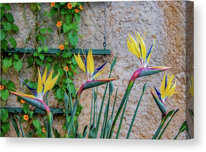 Bird Of Paradise Canvas Print featuring the photograph Botanical Art by Marcy Wielfaert