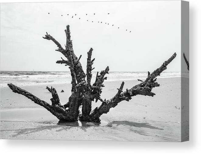 Botany Bay Canvas Print featuring the photograph Botany Bay by Don Mennig