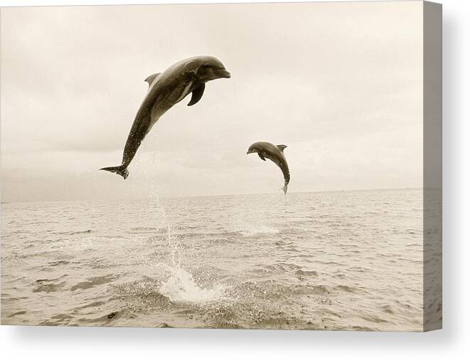 Spray Canvas Print featuring the photograph Bottlenose Dolphins Jumping Out Of Water by Stuart Westmorland