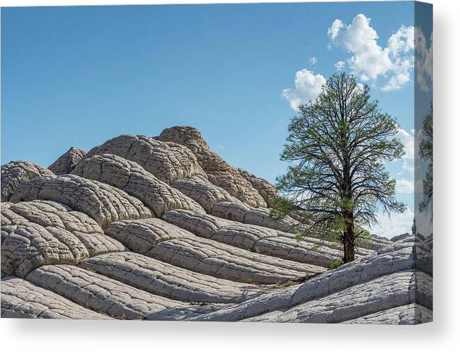 Brainrock Canvas Print featuring the photograph Brain Rock Tree by Jerry Cahill