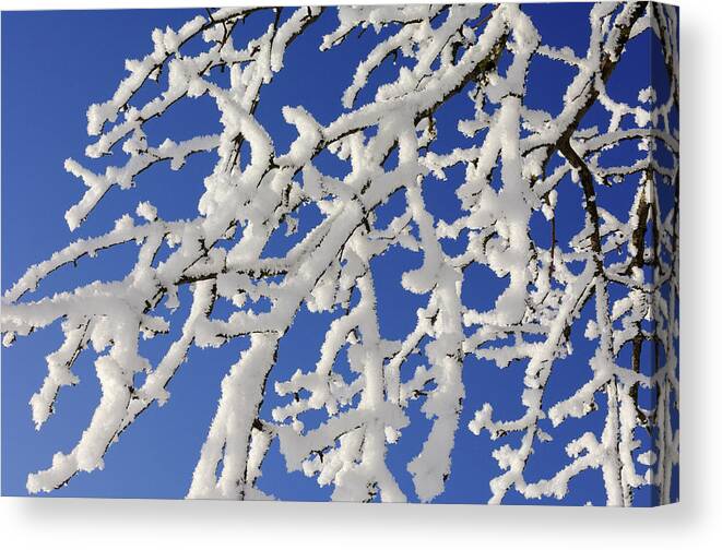 Clear Sky Canvas Print featuring the photograph Branches Of Tree Covered With Hoar-frost by Martin Ruegner