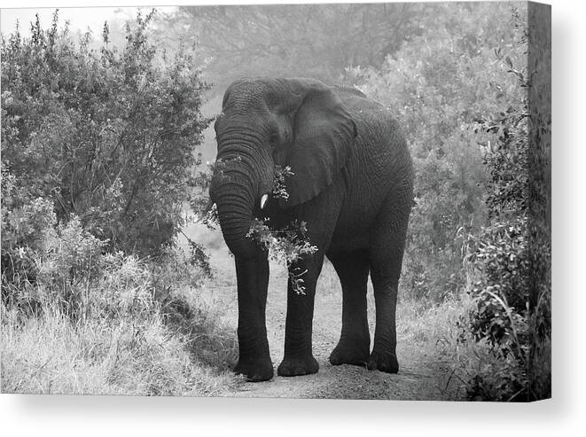 Male Elephant Canvas Print featuring the photograph Breakfast in the African Bush by Marcy Wielfaert