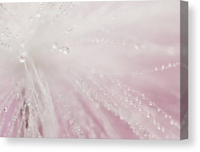 Macro Canvas Print featuring the photograph Bright Light by Michelle Wermuth