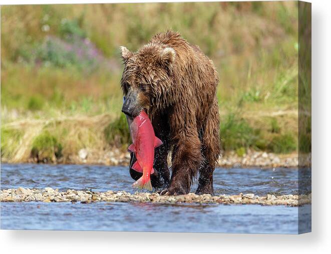 Bear Canvas Print featuring the photograph Brown Bear Holds Its Meal by Tony Hake