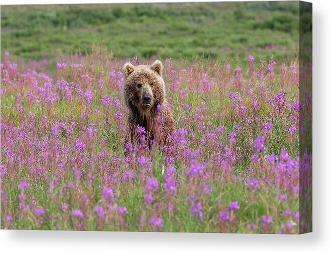 Bear Canvas Print featuring the photograph Brown Bear Sow in Fireweed by Tony Hake