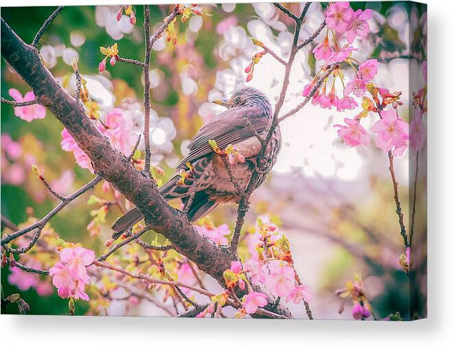 Bird Canvas Print featuring the photograph Brown-eared Bulbul And Kawazu Cherry Blossoms by Masashi Arata
