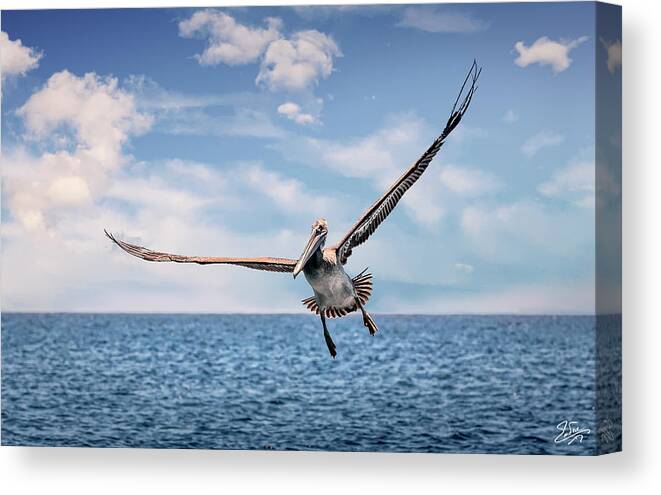 Brown Pelican Canvas Print featuring the photograph Brown Pelican Number Three by Endre Balogh