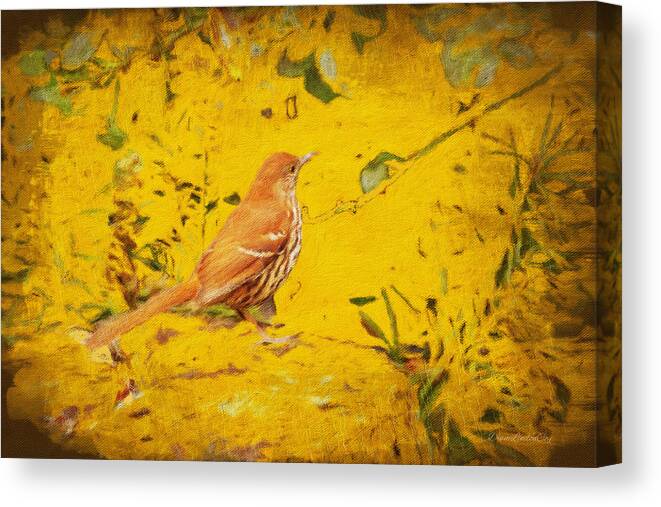 Bird Canvas Print featuring the photograph Brown Thrasher Visits by Diane Lindon Coy