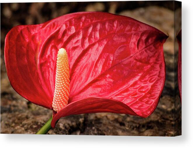 Flower Canvas Print featuring the photograph BSG Anthurium by Don Johnson