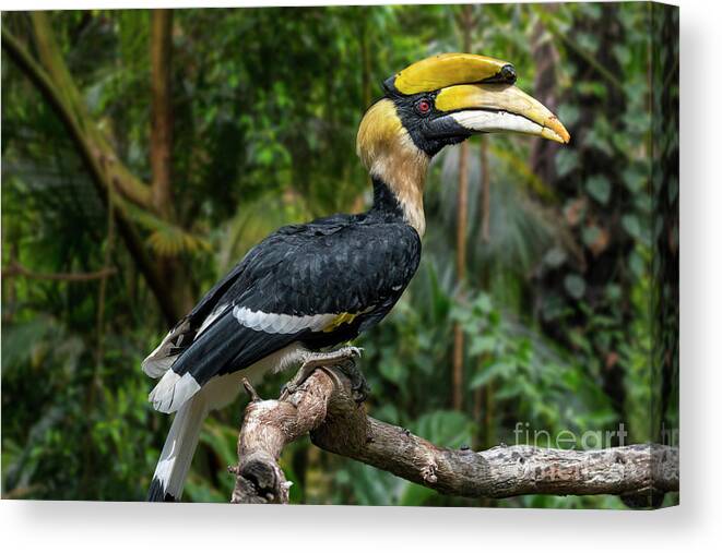 Great Hornbill Canvas Print featuring the photograph Buceros bicornis by Arterra Picture Library