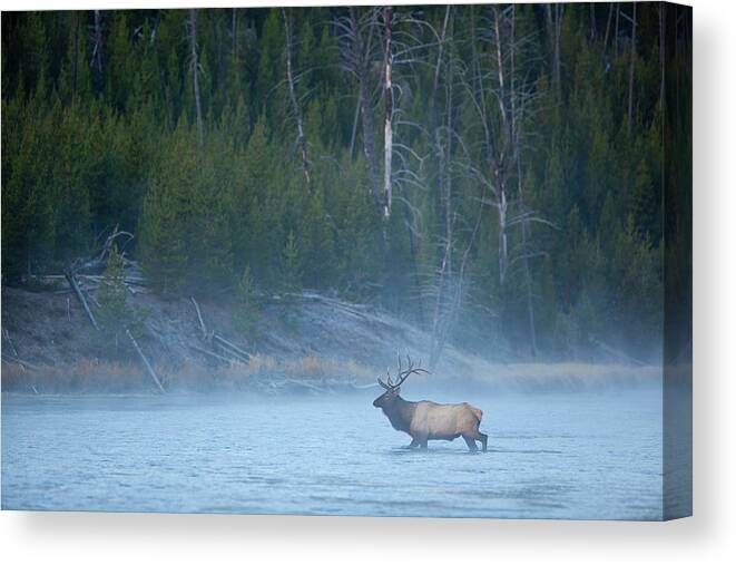 Environmental Conservation Canvas Print featuring the photograph Bull Elk Crossing River In Morning by Noah Clayton