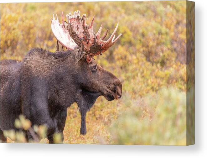 Moose Canvas Print featuring the photograph Bull Moose in Fall Colors by Tony Hake