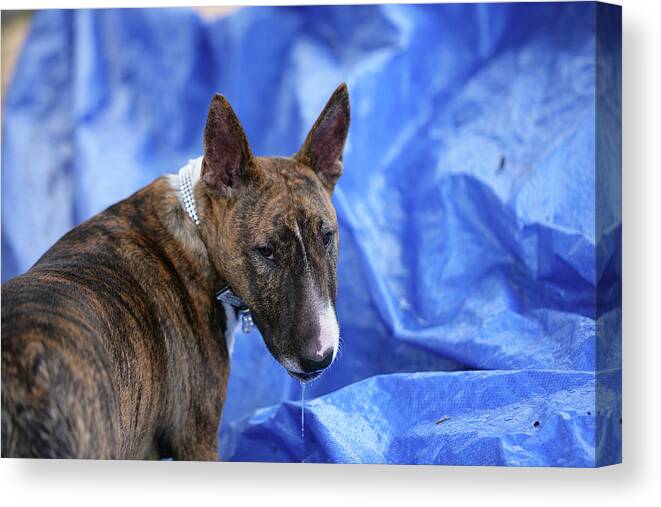 Animals Canvas Print featuring the photograph Bull Terrier 13 by Bob Langrish