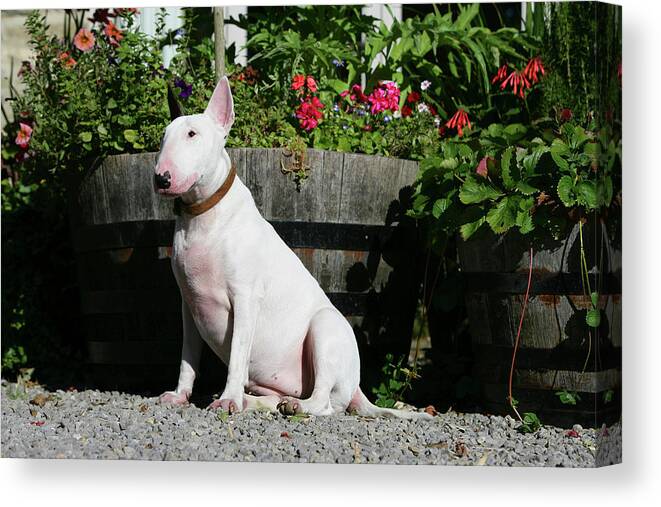 Animals Canvas Print featuring the photograph Bull Terrier 21 by Bob Langrish