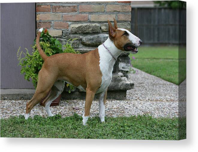 Animals Canvas Print featuring the photograph Bull Terrier 26 by Bob Langrish