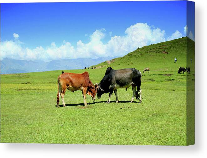 Working Animal Canvas Print featuring the photograph Bulls by Travel