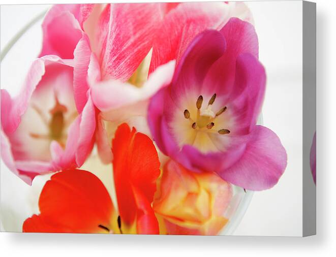 White Background Canvas Print featuring the photograph Bunch Of Tulips by Stefanie Grewel