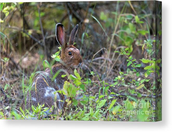 Rabbit Canvas Print featuring the photograph Bunny in the Wild by Matthew Nelson