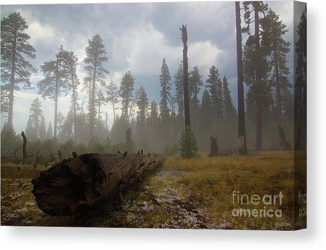 Burnt Canvas Print featuring the photograph Burned Trees At Lassen Volcanic by Victor De Souza