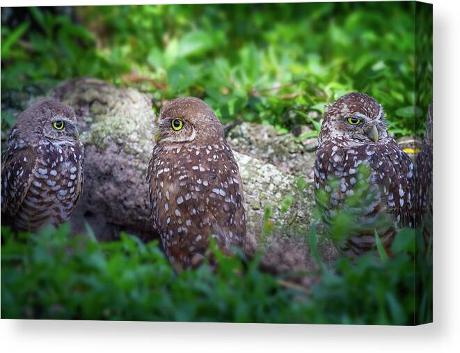 Owl Canvas Print featuring the photograph Burrowing Owl Family by Mark Andrew Thomas