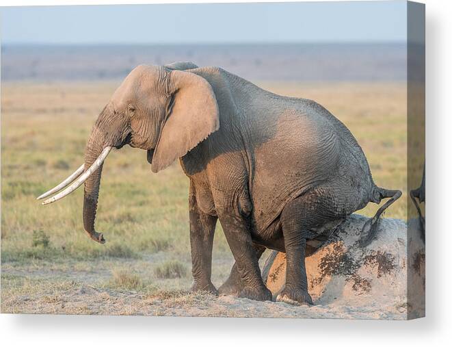 Wildlife Canvas Print featuring the photograph Butt Scratching - Simple Divine by Jeffrey C. Sink