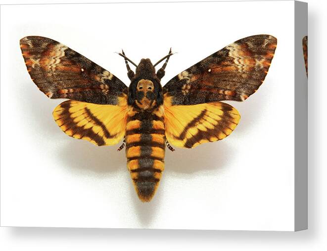 White Background Canvas Print featuring the photograph Butterfly Deaths-head by Choja