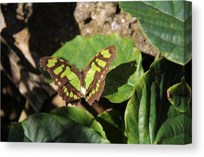 Butterfly Canvas Print featuring the photograph Butterfly - Malachite by Richard Krebs