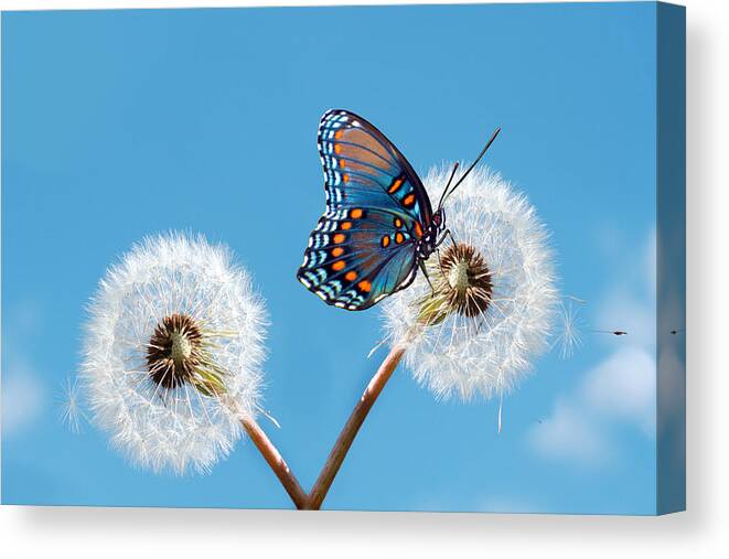 Animal Themes Canvas Print featuring the photograph Butterfly On Dandelion by Maria Wachala