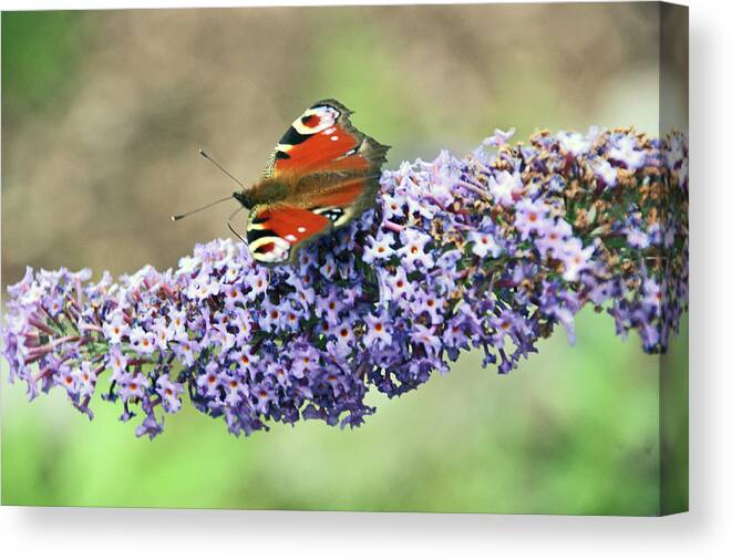 Chester Canvas Print featuring the photograph Butterfly on the Buddleia by Lachlan Main